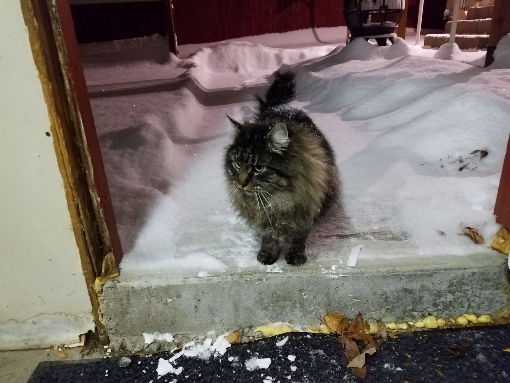 Yodel the cat
